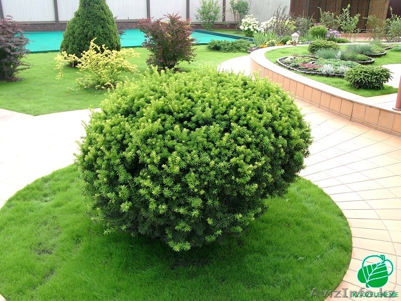 озеленение, ландшафтный дизайн, цветники, альпийские горки - Изображение #3, Объявление #955509