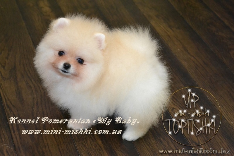 Эксклюзивные щеночки карликового померанского шпица VIP-classa, Тип-Мишки! - Изображение #4, Объявление #954992