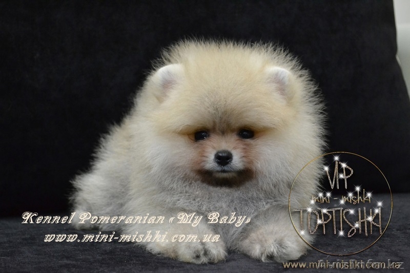 Эксклюзивные щеночки карликового померанского шпица VIP-classa, Тип-Мишки! - Изображение #3, Объявление #954992