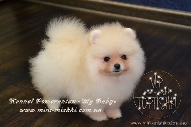 Эксклюзивные щеночки карликового померанского шпица VIP-classa, Тип-Мишки! - Изображение #5, Объявление #954992
