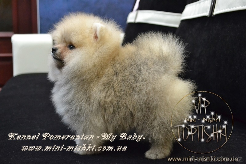 Эксклюзивные щеночки карликового померанского шпица VIP-classa, Тип-Мишки! - Изображение #6, Объявление #954992