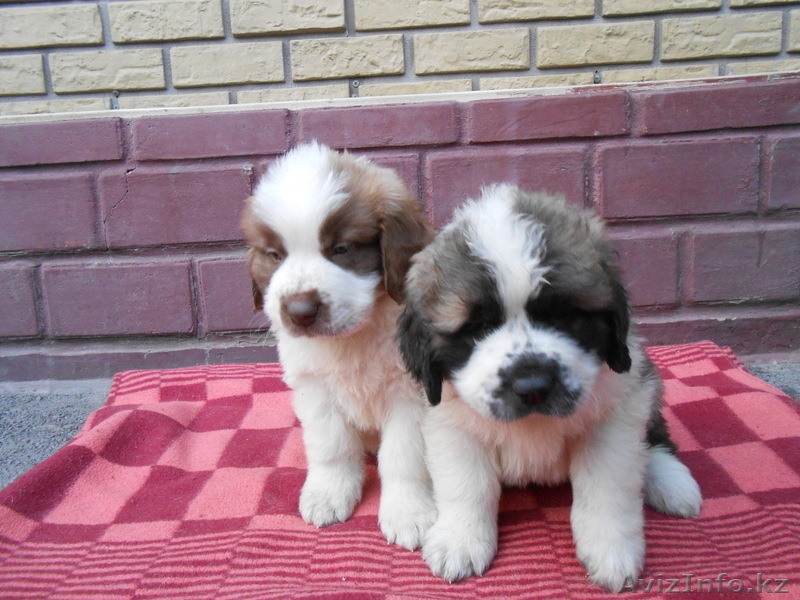 Продажа щенков московской сторожевой - Изображение #2, Объявление #960391