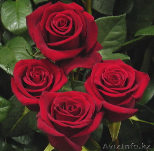 корни роз купить  - Изображение #3, Объявление #962865