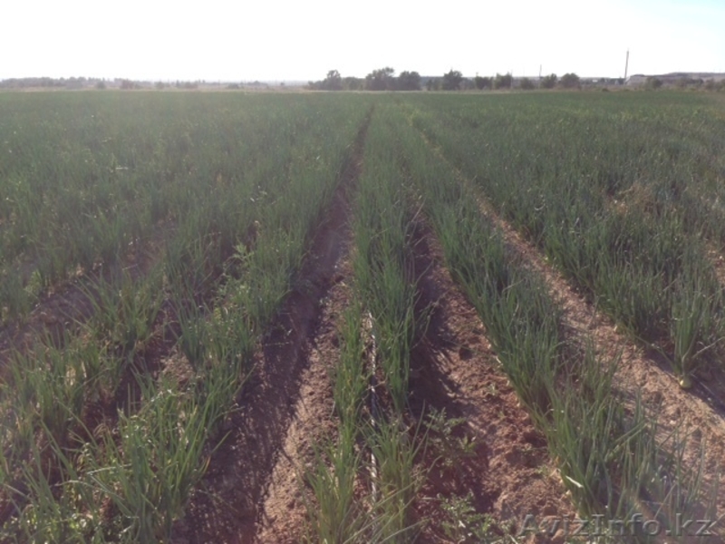 Продам картофель и лук репчатый. Урожай 2013 года, оптом и в розницу - Изображение #3, Объявление #961623