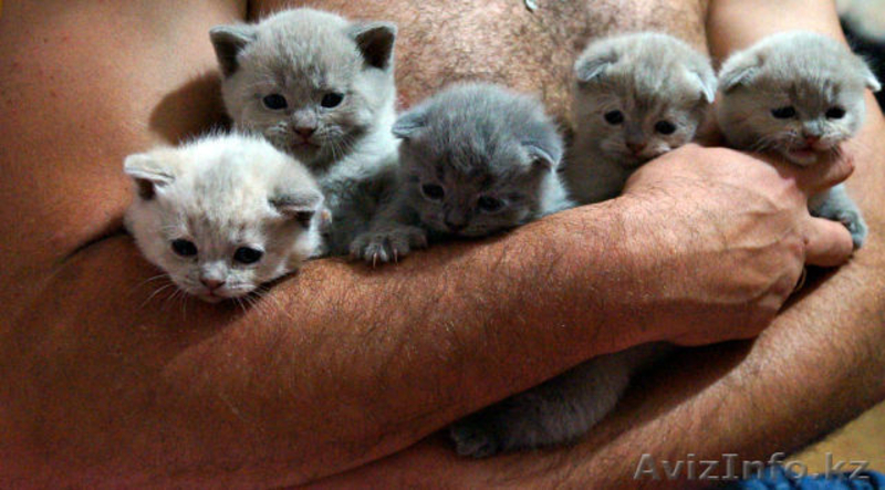 продам шотландских супер котят  - Изображение #3, Объявление #961337