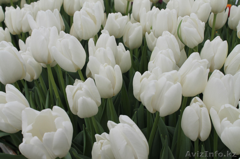 луковицы тюльпанов на выгонку от 33 тенге в наличии  - Изображение #4, Объявление #957574