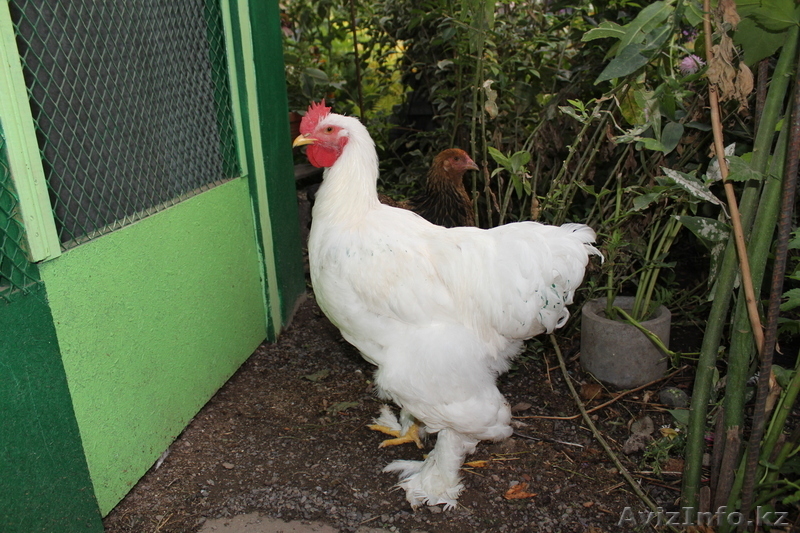 Молодых петушков породы Брама, плимутрок, первомайская, кохинхин, крос - Изображение #6, Объявление #958559