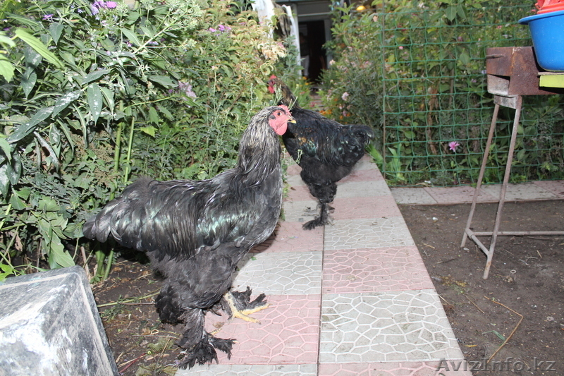 Молодых петушков породы Брама, плимутрок, первомайская, кохинхин, крос - Изображение #8, Объявление #958559