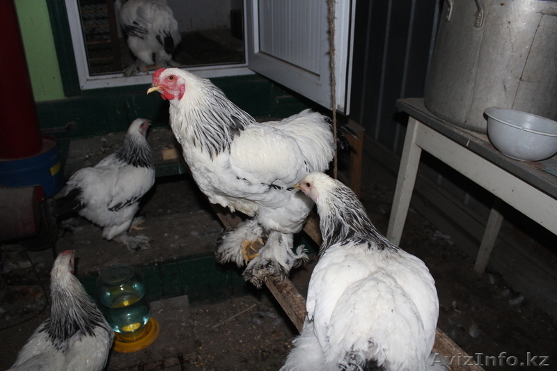 Молодых петушков породы Брама, плимутрок, первомайская, кохинхин, крос - Изображение #7, Объявление #958559