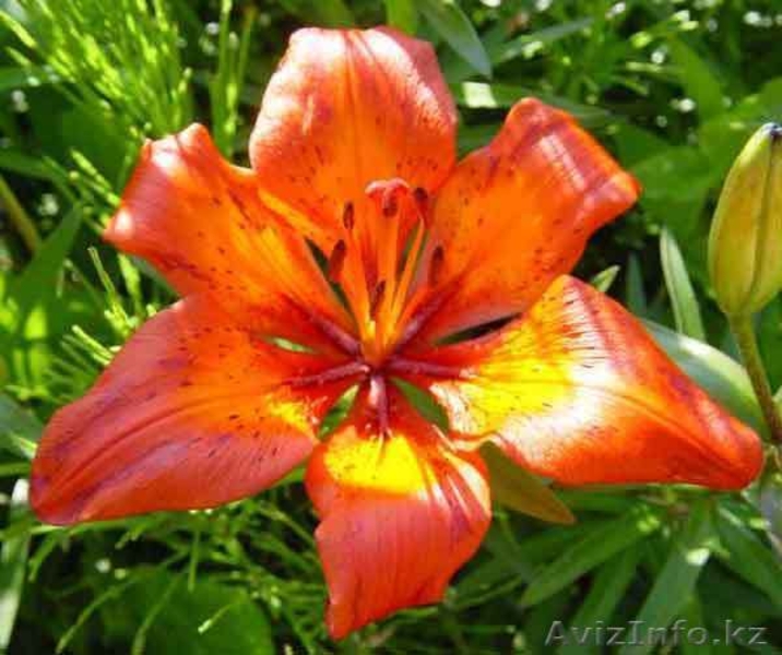 луковицы тюльпанов,лилий,крокусов,нарциссов,гиацинтов,ирисов,лилий,рябчиков и др - Изображение #5, Объявление #957528