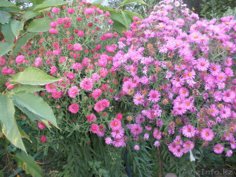 Продам садовые цветы - Изображение #4, Объявление #965901