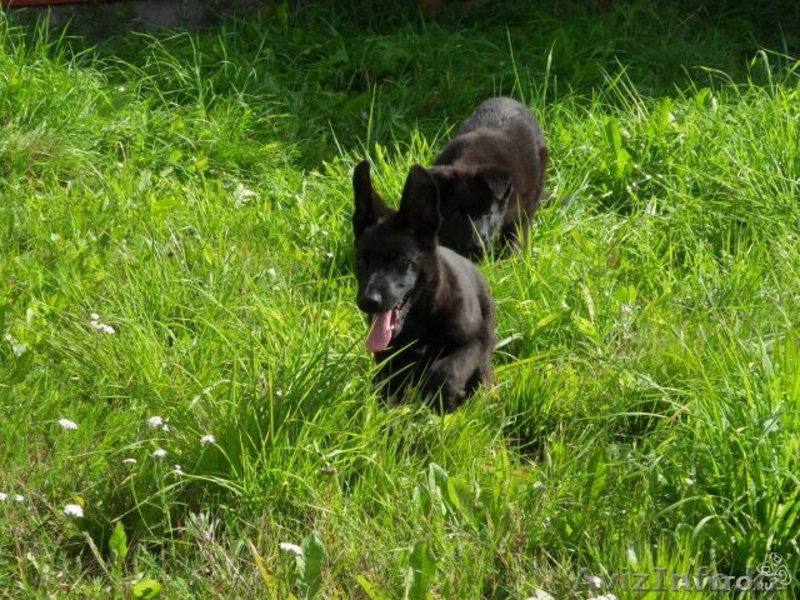 Щенки немецкой овчарки от черных родителей - Изображение #2, Объявление #963853