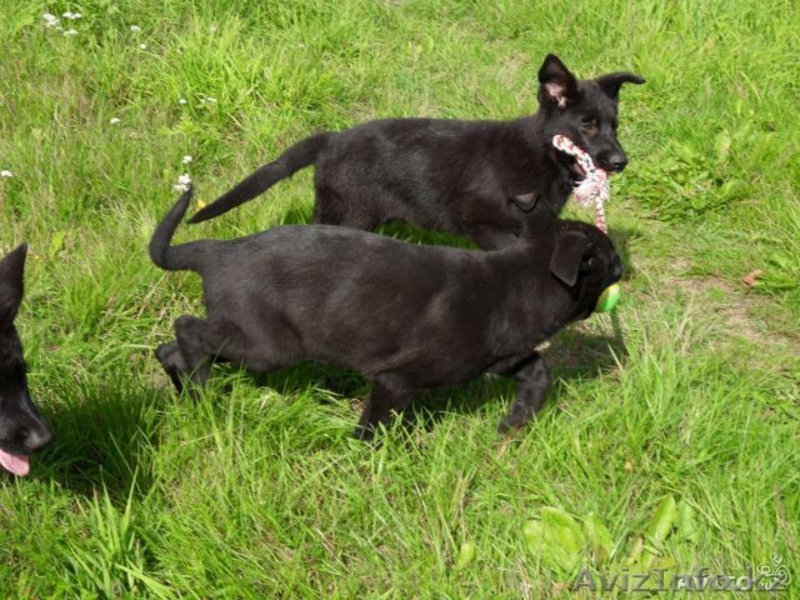 Щенки немецкой овчарки от черных родителей - Изображение #4, Объявление #963853
