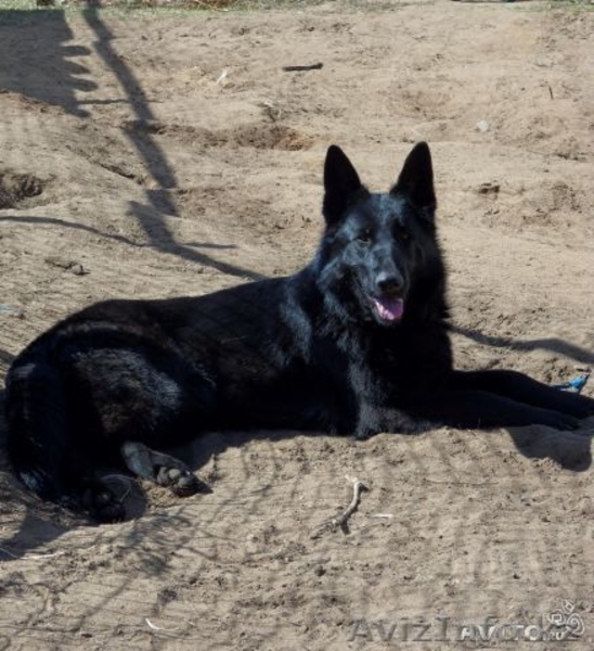 Щенки немецкой овчарки от черных родителей - Изображение #1, Объявление #963853