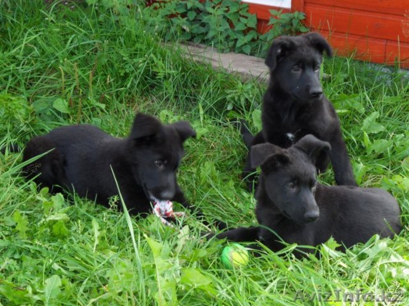 Щенки немецкой овчарки от черных родителей - Изображение #3, Объявление #963853