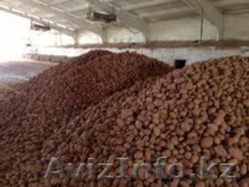 Продам картофель и лук репчатый. Урожай 2013 года, оптом и в розницу - Изображение #2, Объявление #961623