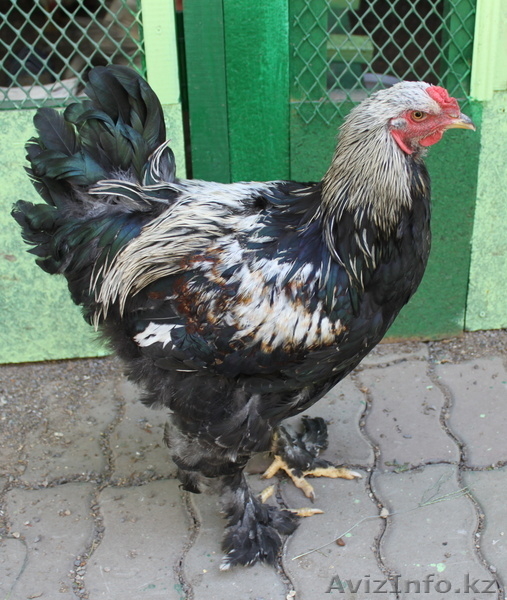 Молодых петушков породы Брама, плимутрок, первомайская, кохинхин, крос - Изображение #5, Объявление #958559