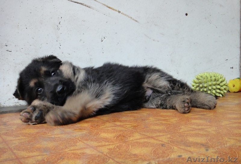 Продаются щенки немецкой овчарки с родословной - Изображение #3, Объявление #968829