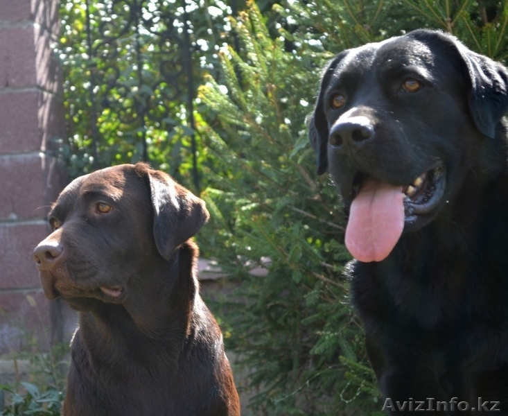 Продам щенков лабрадора ретривера шоколадного и черного цвета - Изображение #3, Объявление #969640