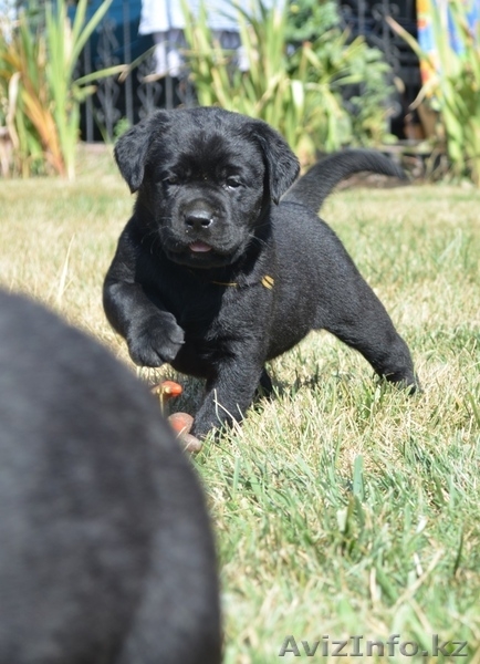 Продам щенков лабрадора ретривера шоколадного и черного цвета - Изображение #2, Объявление #969640