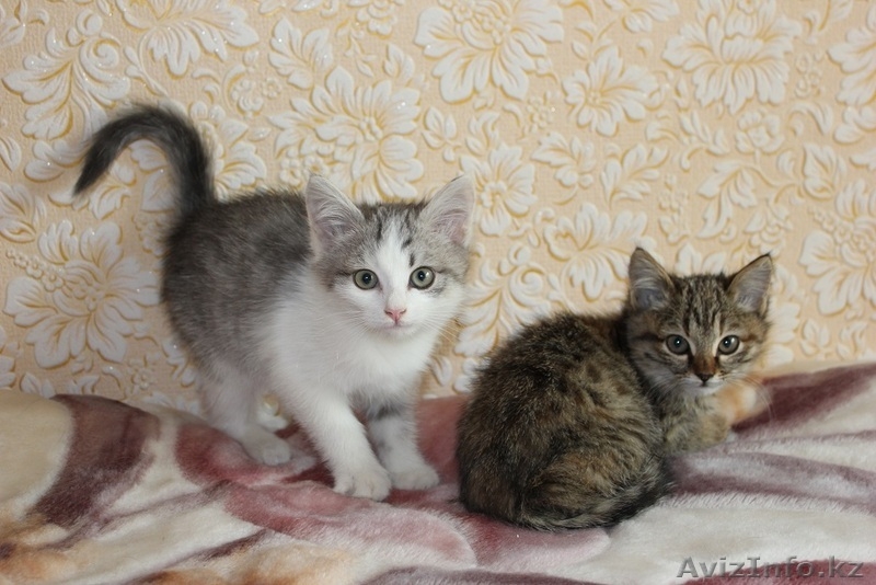 Очаровательные домашние котята (красивый окрас, много фото внутри)  - Изображение #1, Объявление #976441