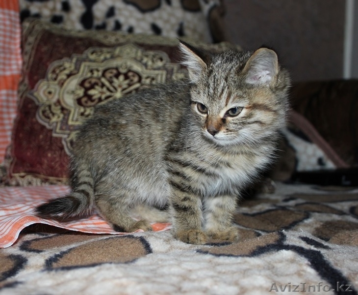 Очаровательные домашние котята (красивый окрас, много фото внутри)  - Изображение #2, Объявление #976441
