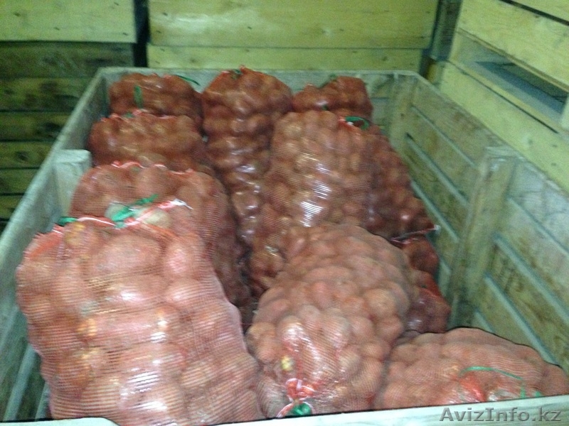 Картофель оптом по 40 тенге - Изображение #3, Объявление #973806