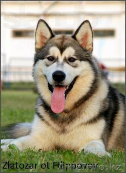 Продам щенков Аляскинского маламута - Изображение #1, Объявление #978612