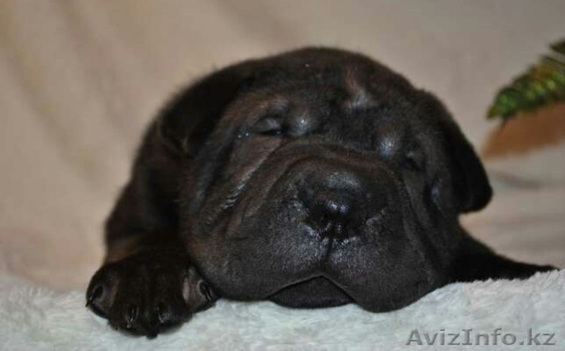 Шарпей-идеальная собака-компаньон! - Изображение #4, Объявление #984205