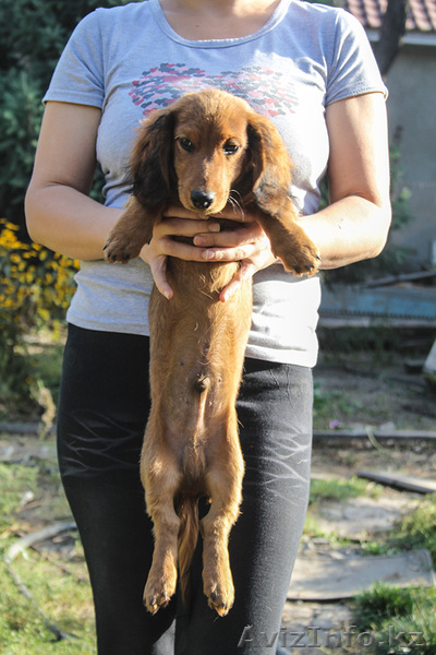 Щенок таксы длинношерстной - Изображение #2, Объявление #968628