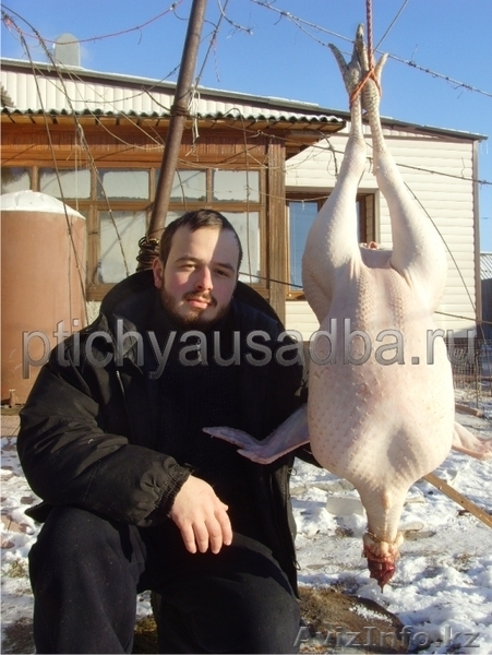 Канадские индюшата (до 30 кг мясом) - Изображение #2, Объявление #977773