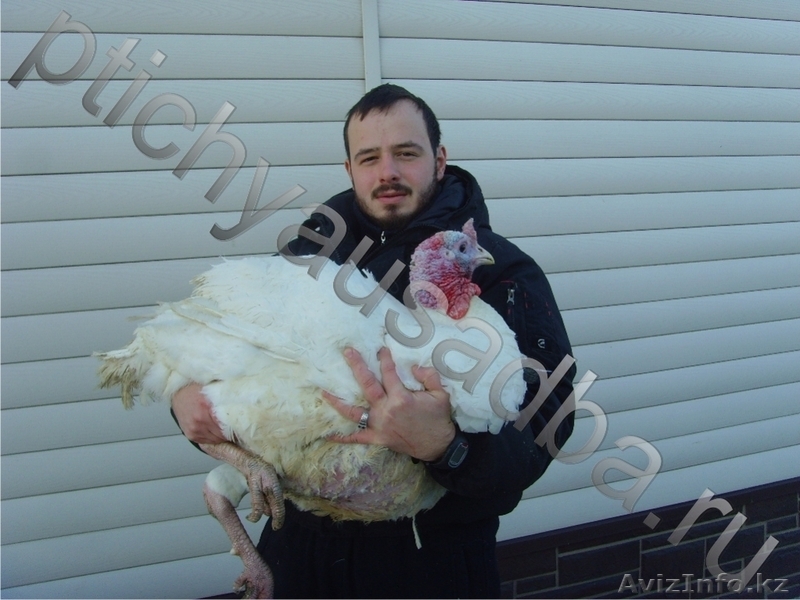 Канадские индюшата (до 30 кг мясом) - Изображение #1, Объявление #977773