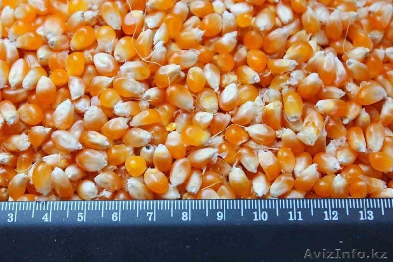 зерно для попкорна - Изображение #1, Объявление #977978