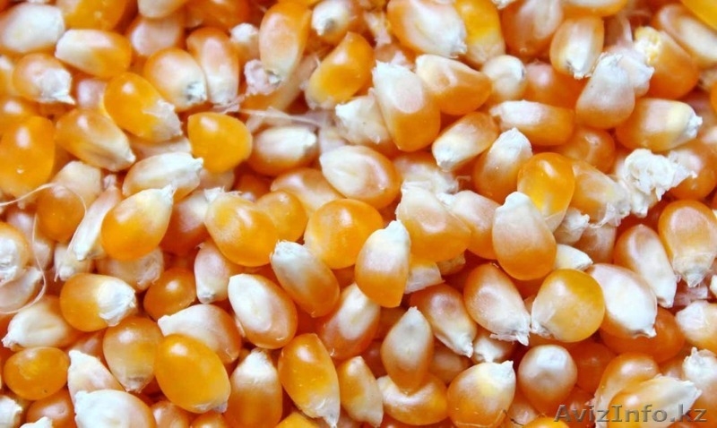 зерно для попкорна - Изображение #3, Объявление #977978