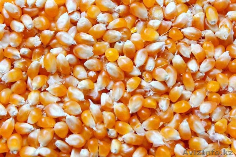 зерно для попкорна - Изображение #4, Объявление #977978