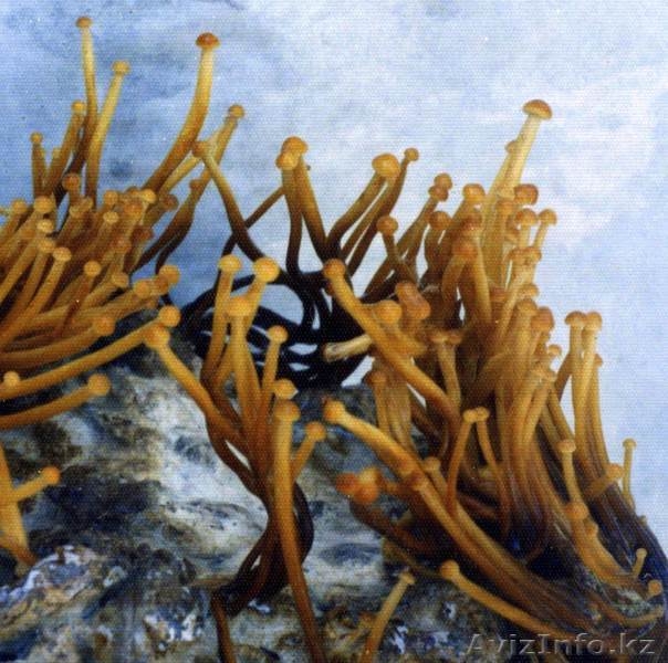 Мицелий съедобных грибов - Изображение #3, Объявление #979553