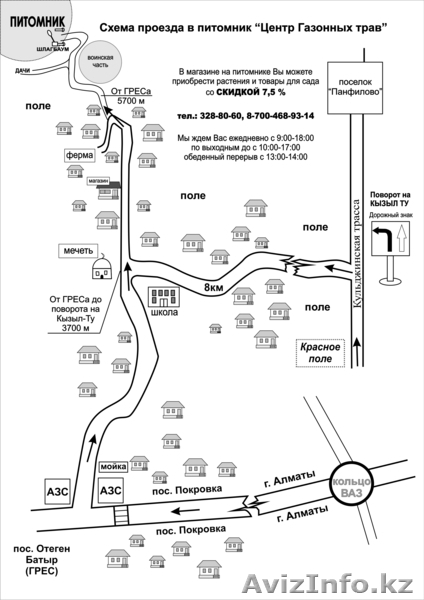 Голубая ель от 60 см до 180 см - Изображение #3, Объявление #976792