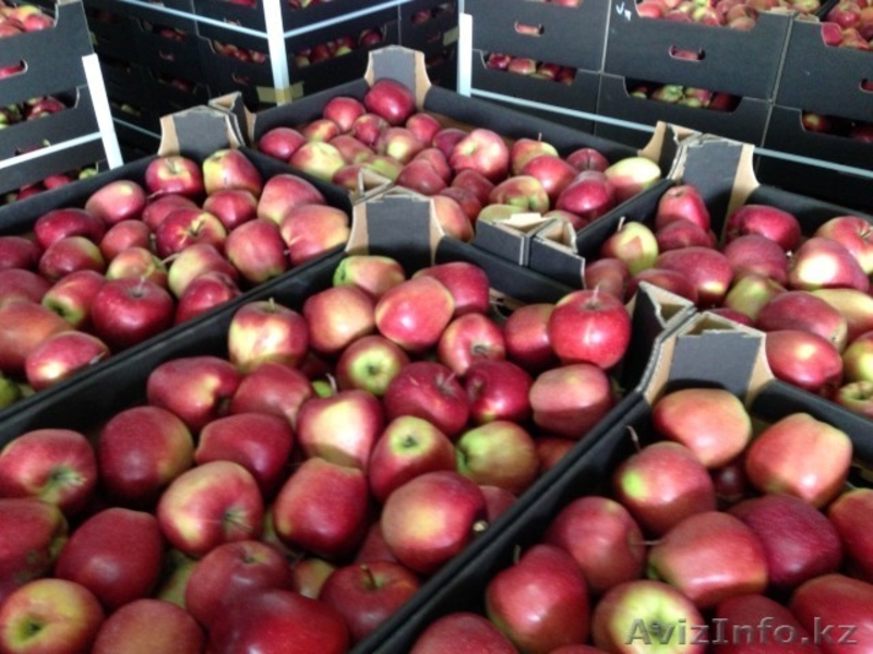 Яблоки высший сорт Тургеньские! с доставкой - Изображение #3, Объявление #989711