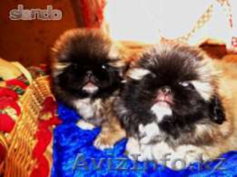 щенки пекинеса на продажу - Изображение #3, Объявление #991758