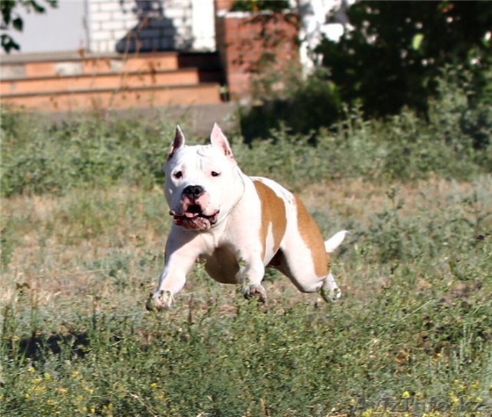 Продаются щенки ам.стафф терьера - Изображение #3, Объявление #936325