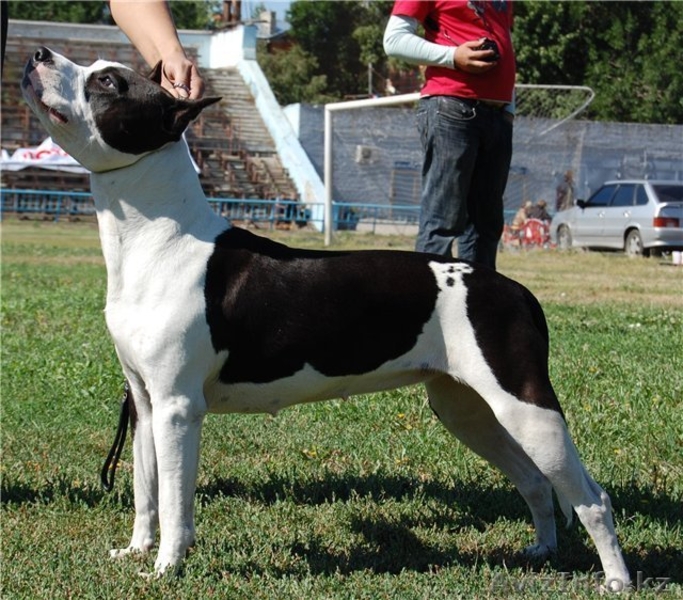 Продаются щенки ам.стафф терьера - Изображение #4, Объявление #936325