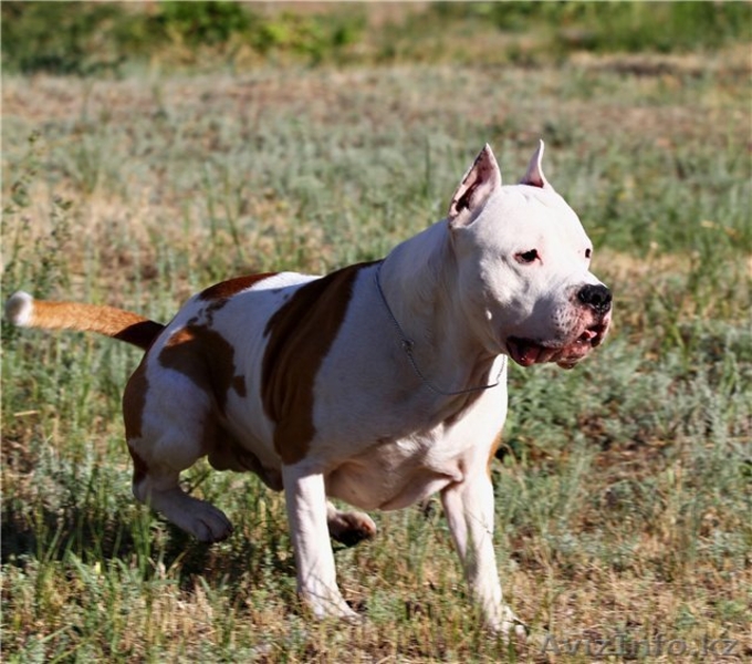 Продаются щенки ам.стафф терьера - Изображение #2, Объявление #936325