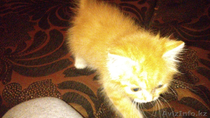 Отдам в заботливые руки котенка!!! - Изображение #2, Объявление #995390
