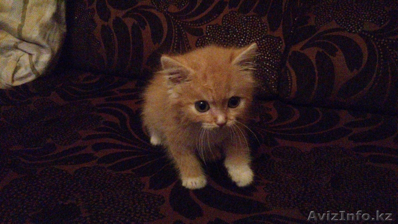 Отдам в заботливые руки котенка!!! - Изображение #3, Объявление #995390