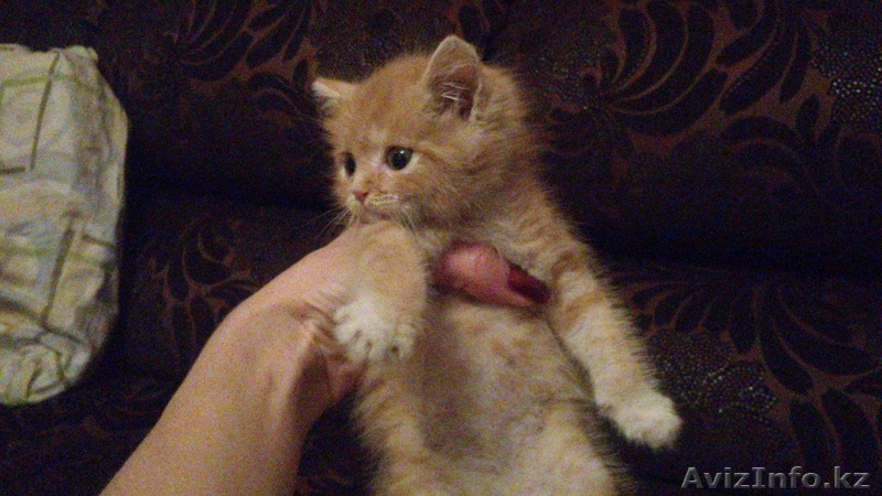 Отдам в заботливые руки котенка!!! - Изображение #1, Объявление #995390