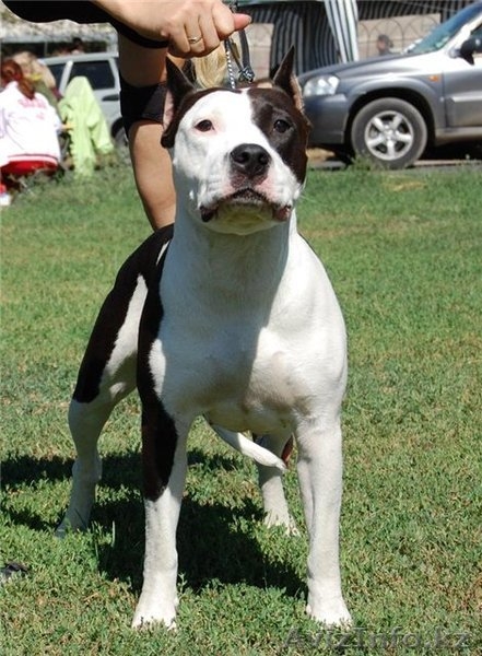 Продаются щенки ам.стафф терьера - Изображение #5, Объявление #936325