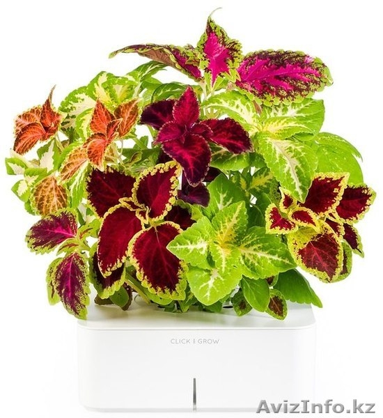 Click and grow - электронный смартпот - Изображение #3, Объявление #989673