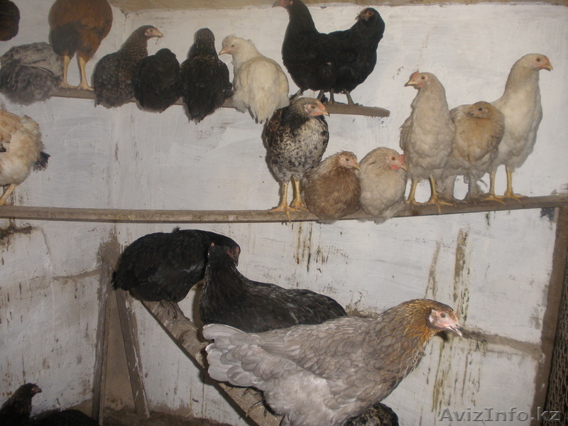 Продам  курей - Изображение #1, Объявление #965947