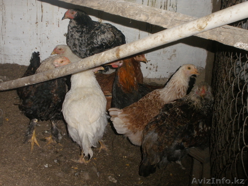 Продам  курей - Изображение #2, Объявление #965947
