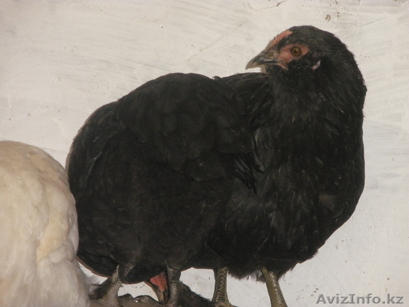 Продам  курей - Изображение #3, Объявление #965947